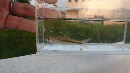 稲美町・小物釣り