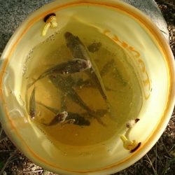 天満大池公園・小物釣り