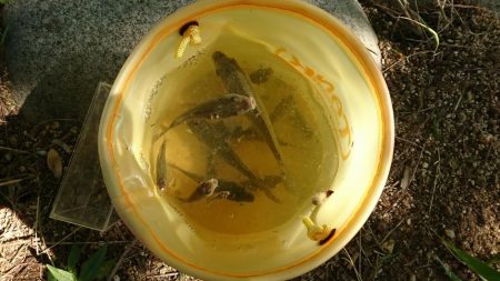 天満大池公園・小物釣り