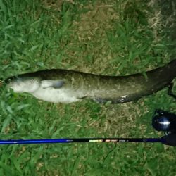 夕まずめのナマズ釣り