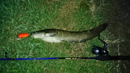 夕まずめのナマズ釣り