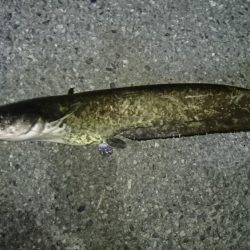 でかナマズ釣り