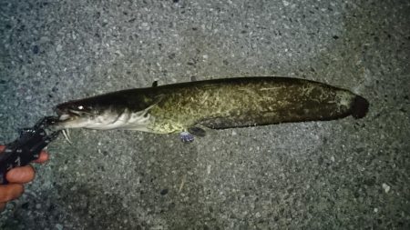 でかナマズ釣り