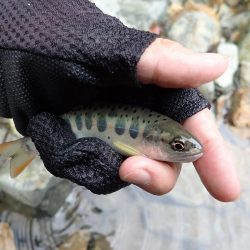 揖保川渓流釣り