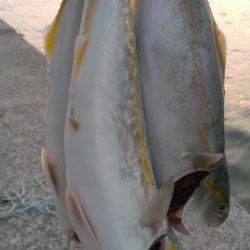 型も数も伸びず