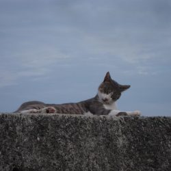 ツバスが釣れました