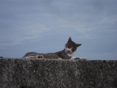 ツバスが釣れました