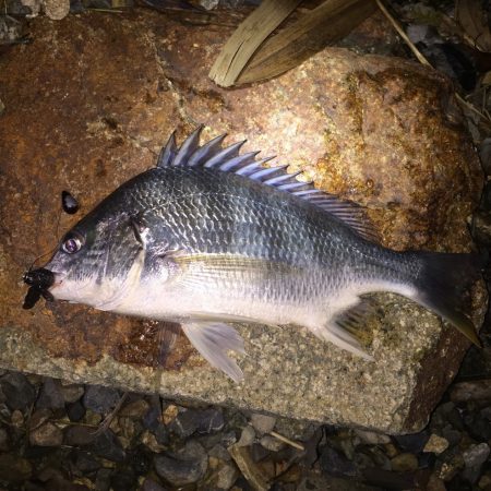 台風明けの偏食パターン？？