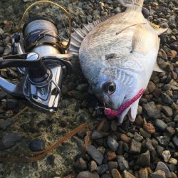 淀川デイゲーム　リアクションバイト