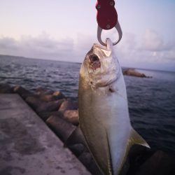 久しぶりにポッパーでの釣果
