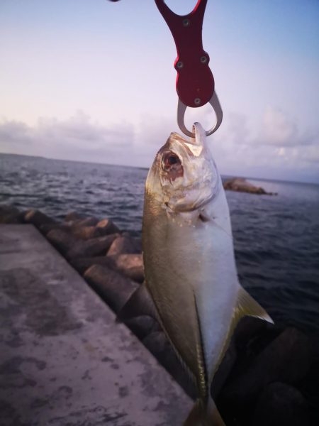 久しぶりにポッパーでの釣果