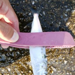 タコ釣りからアジング