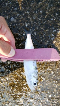 タコ釣りからアジング