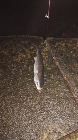 ナイトアジング