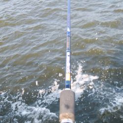 やっと悲願のタコ