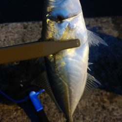 アジング　そこそこ釣れた