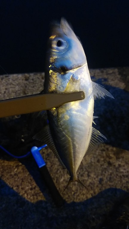 アジング　そこそこ釣れた