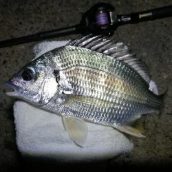 南港ヘチ釣行 (8/4 8月イン南港ヘチ。。キビレチヌ32cm など 釣果有り)