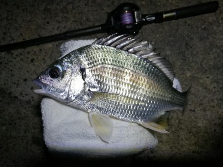 南港ヘチ釣行 (8/4 8月イン南港ヘチ。。キビレチヌ32cm など 釣果有り)