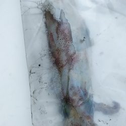 ショア　シロイカ　一杯