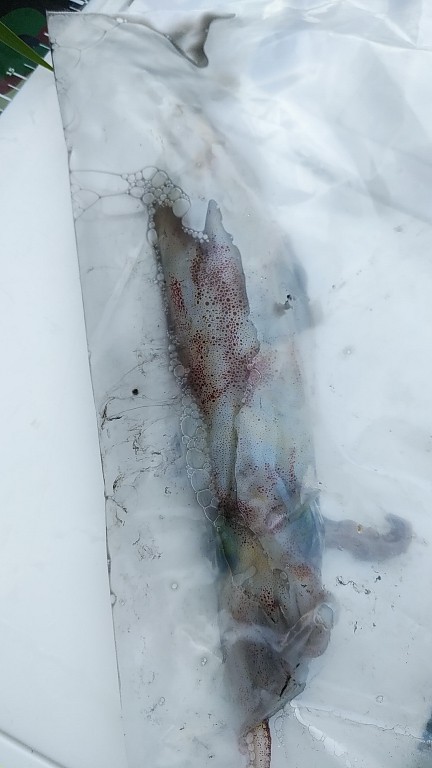 ショア　シロイカ　一杯