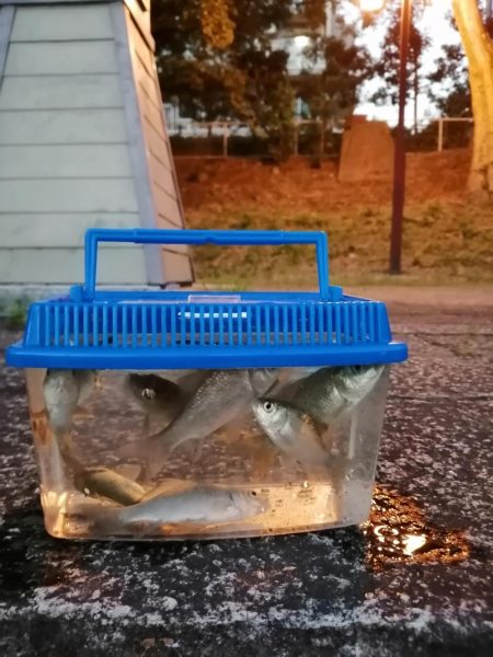 たびたび夕涼み