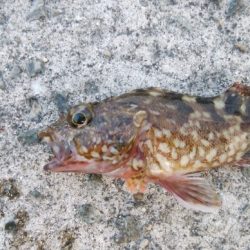 今日は急遽ガシリング