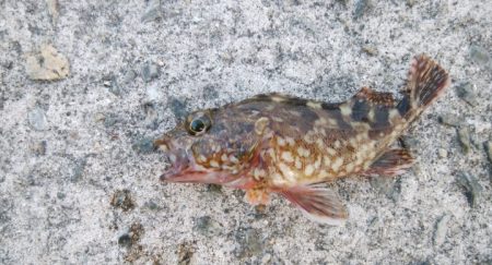 今日は急遽ガシリング