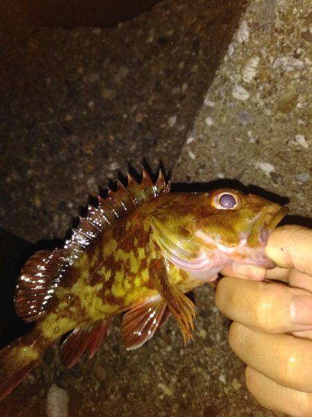 久々の探り釣り