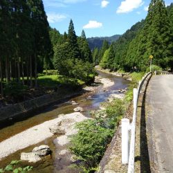 上桂川花背での鮎釣り