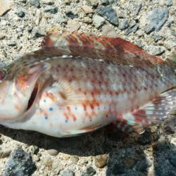 おじさんの夏休み