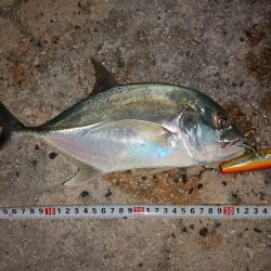 台風明けやっと釣れました