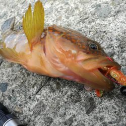 ロックフィッシュ