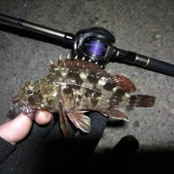 南港ヘチ釣行 (8/14 台風が来るぞ!強風の南港ヘチ。。キビレチヌ47cm、ガシラ釣果有り)