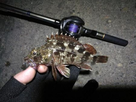 南港ヘチ釣行 (8/14 台風が来るぞ!強風の南港ヘチ。。キビレチヌ47cm、ガシラ釣果有り)