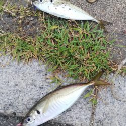 台風前は釣れるかな？