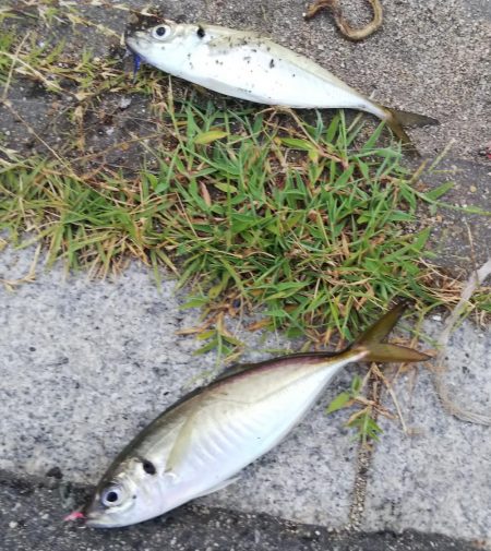 台風前は釣れるかな？