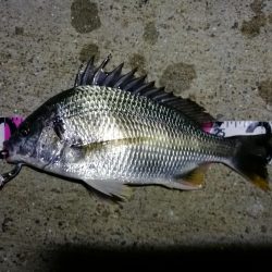 南港ヘチ釣行 （8/17 台風後の南港ヘチ。。真チヌ46cm、キビレチヌ 釣果有り）