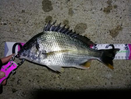 南港ヘチ釣行 （8/17 台風後の南港ヘチ。。真チヌ46cm、キビレチヌ 釣果有り）