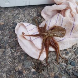 ２日続け好釣果でした