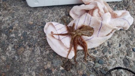 ２日続け好釣果でした