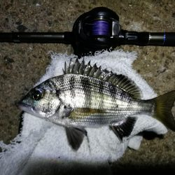 南港ヘチ釣行 （8/18 お盆最終日の南港ヘチ。。キビレチヌ45.5cm、真チヌ、ガシラ 釣果有り）