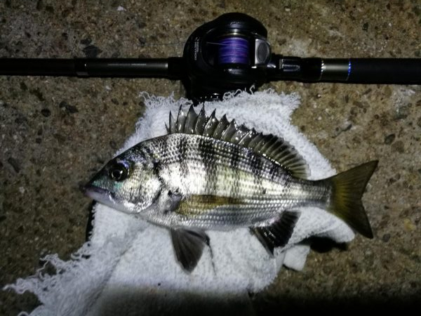 南港ヘチ釣行 （8/18 お盆最終日の南港…