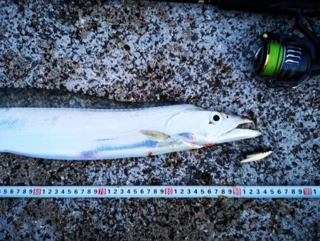 西表島ではレアな太刀魚です。