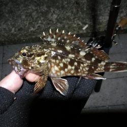 南港ヘチ釣行 (8/21 久々のコスモでヘチ釣り、マダコ、ガシラ釣果有り)