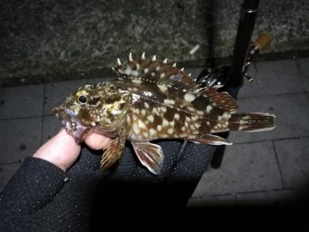 南港ヘチ釣行 (8/21 久々のコスモでヘチ釣り、マダコ、ガシラ釣果有り)