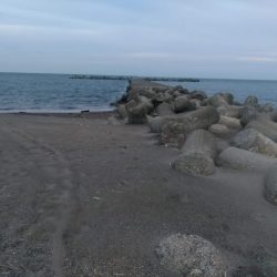 アオリイカ調査