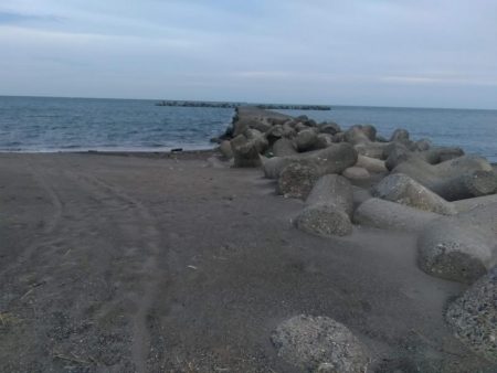 アオリイカ調査