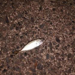 マゴチ＆エギング