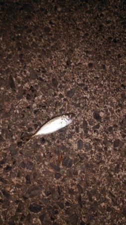 マゴチ＆エギング